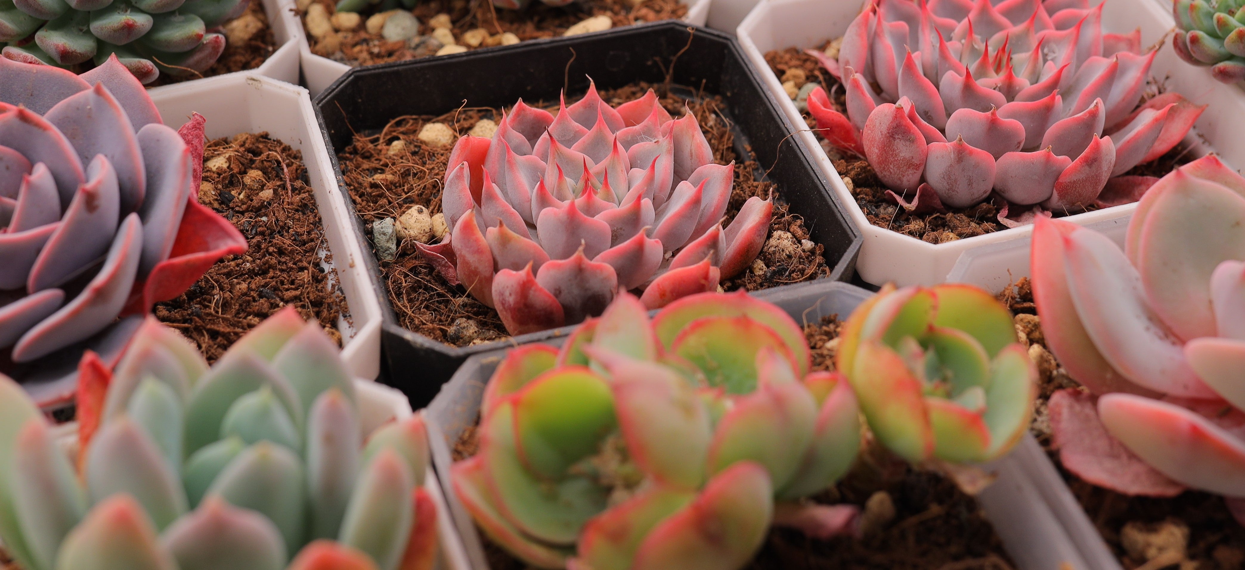 General Tips/Techniques for Growing Succulent Plants