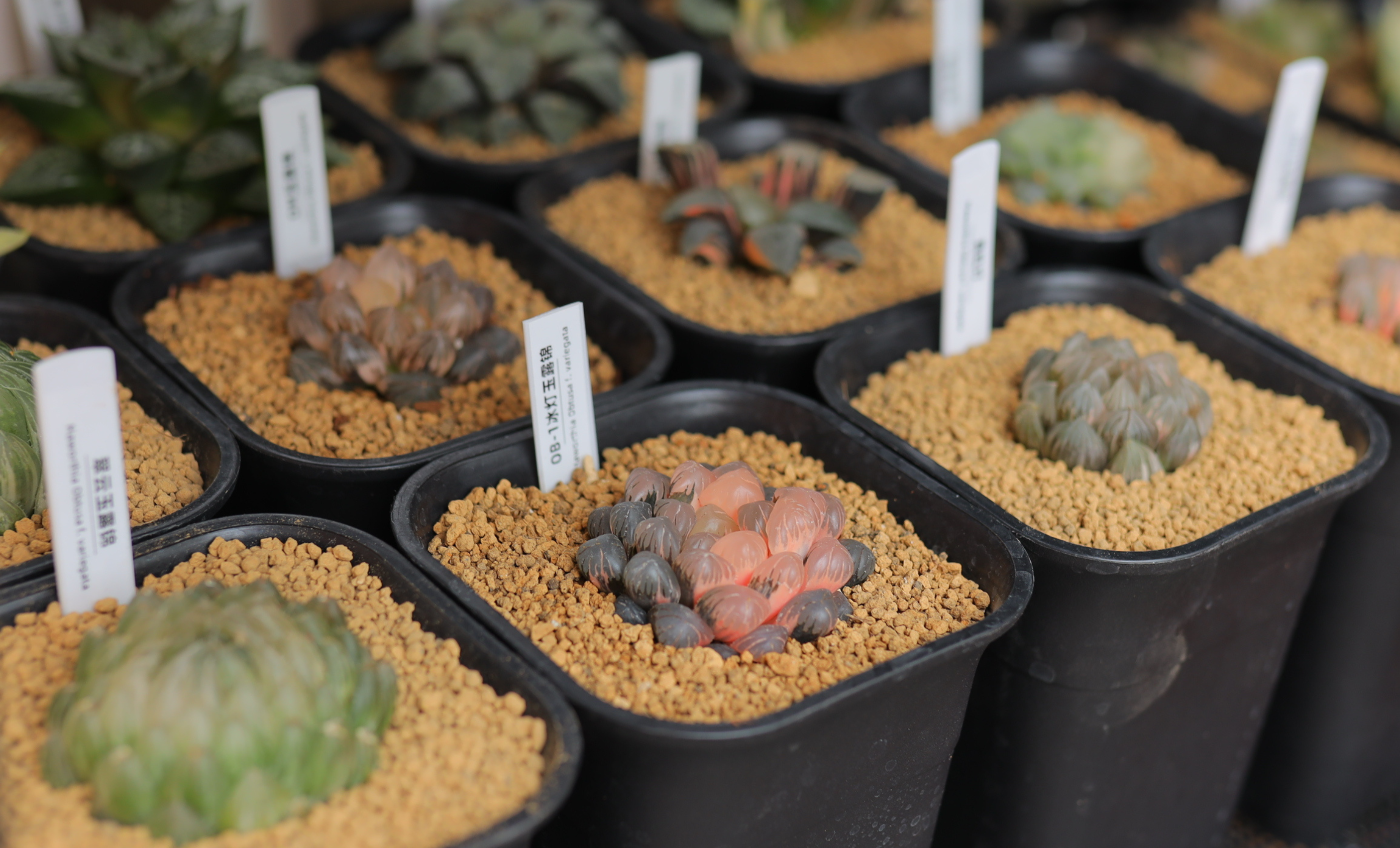 🌱 The Ultimate Guide to Haworthia Plant Care in Canada