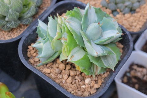 Agave potatorum ver schaffeltii "Compacta" Variegated 龙舌兰 王妃雷神锦