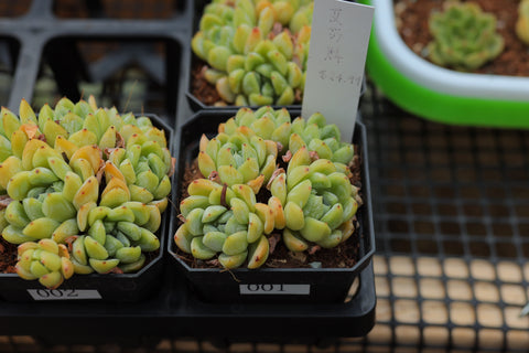 Echeveria Elsa 艾莎