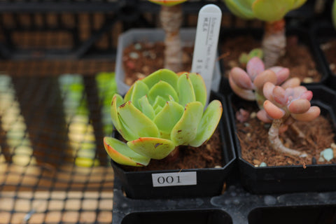 Echeveria 'Peach Pride' 桃花石