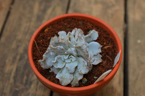 Echeveria 'Madiba' 饺子皮