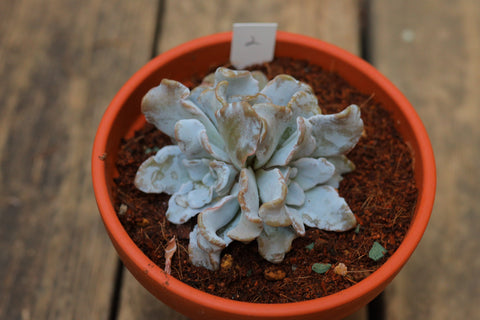 Echeveria 'Madiba' 饺子皮