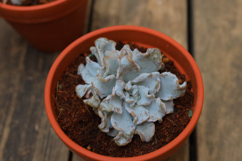 Echeveria 'Madiba' 饺子皮