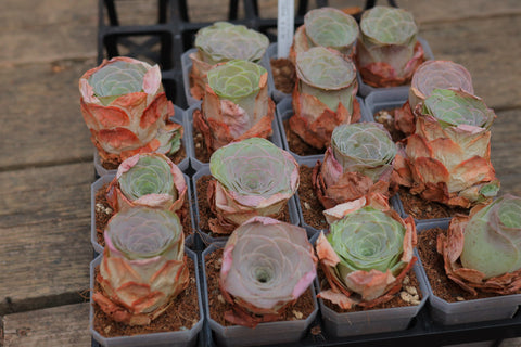Greenovia aurea ex El Hierro 'Pink Mountain Rose' 粉耶罗 山地玫瑰