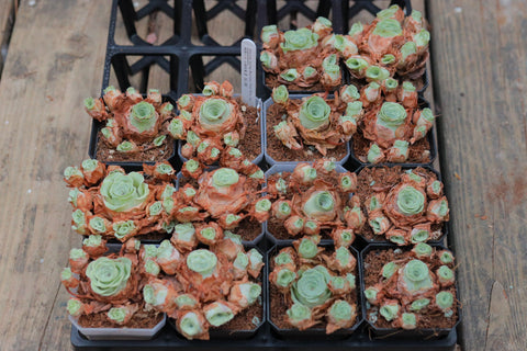 Aeonium Aureum Mountain Rose Wine Cup 枫影小玉 山地玫瑰