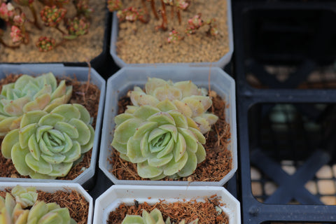 Echeveria cv. 'Onslow' 昂斯洛