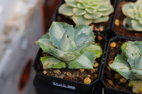 Agave potatorum ver schaffeltii "Compacta" Variegated 龙舌兰 王妃雷神锦