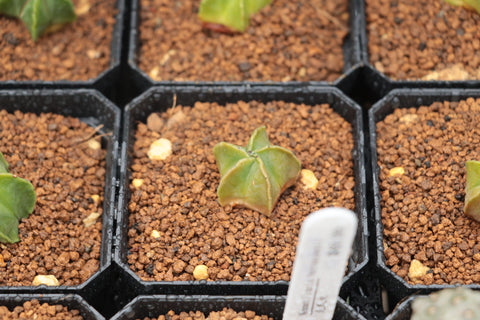 Astrophytum myriostigma 鸾凤玉