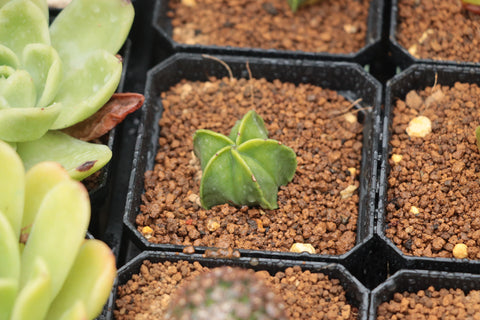 Astrophytum myriostigma 鸾凤玉