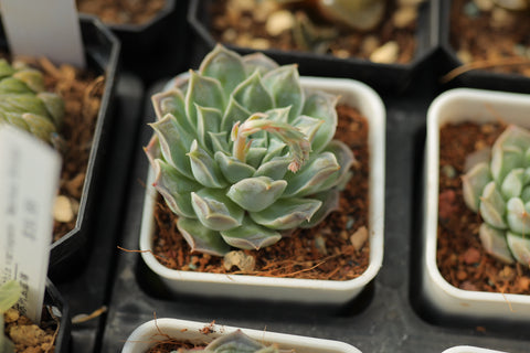 Echeveria ‘Heart Choice’ 瘤财