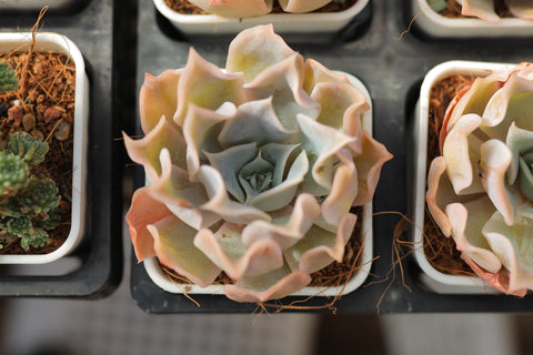 Echeveria 'Desert Camel' 沙漠骆驼