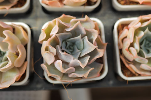 Echeveria 'Desert Camel' 沙漠骆驼