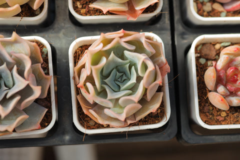 Echeveria 'Desert Camel' 沙漠骆驼