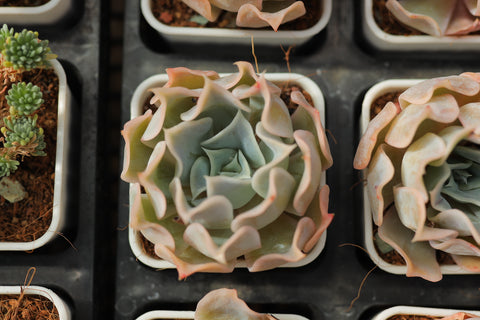 Echeveria 'Desert Camel' 沙漠骆驼