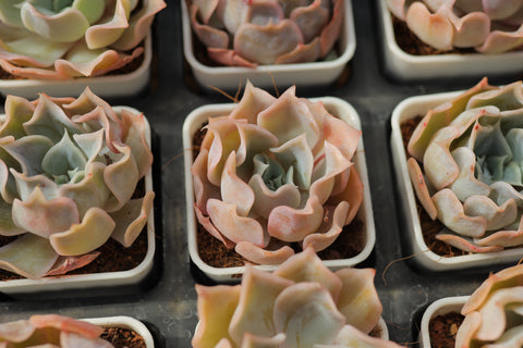 Echeveria 'Desert Camel' 沙漠骆驼