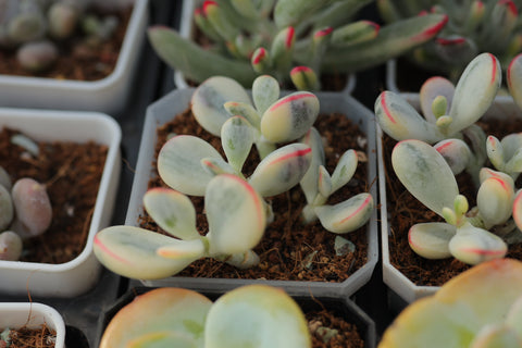 Cotyledon Orbiculata CV. Short Round Leaf Variegated 乒乓福娘锦