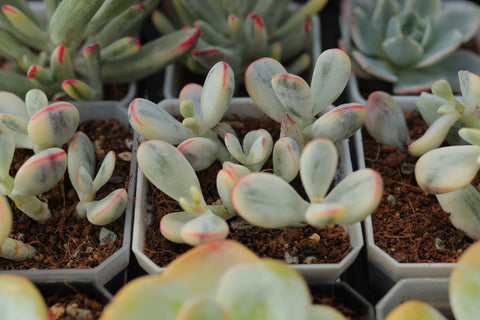 Cotyledon Orbiculata CV. Short Round Leaf Variegated 乒乓福娘锦