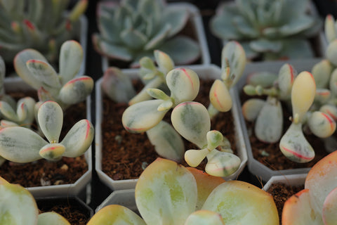 Cotyledon Orbiculata CV. Short Round Leaf Variegated 乒乓福娘锦