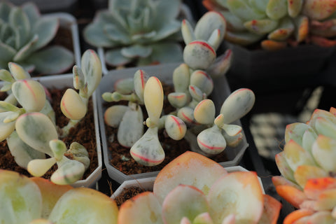 Cotyledon Orbiculata CV. Short Round Leaf Variegated 乒乓福娘锦