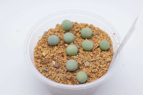 Conophytum 'Calculus' 翡翠玉（鸽子蛋）