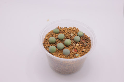 Conophytum 'Calculus' 翡翠玉（鸽子蛋）