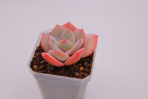 Echeveria 'Hakuhou' 白凤