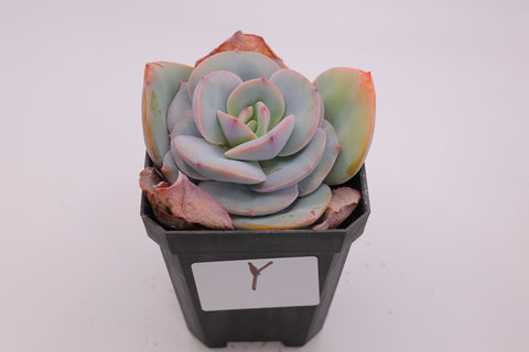 Echeveria 'Hakuhou' 白凤